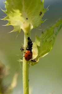 Black bean aphid and lady beetle