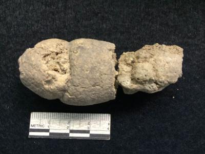 Coprolite
