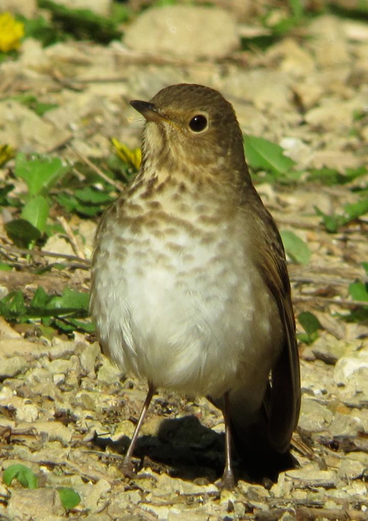 Thrush in the Wild