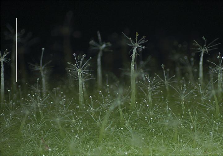<i>S. kollastrum</i>: Star-like Shape of the Sticky Hairs