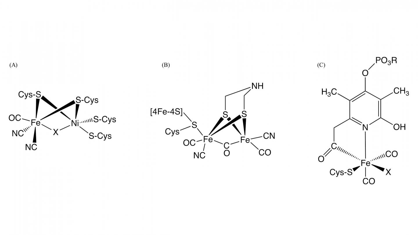Enzyme Active Sites