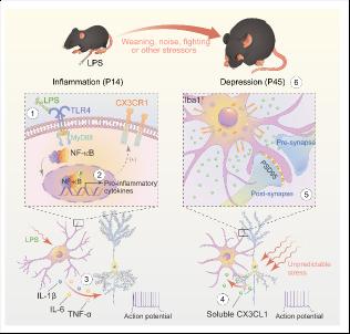 Early-life inflammation promotes depressive symptoms in adolescence via microglial engulfment of dendritic spines