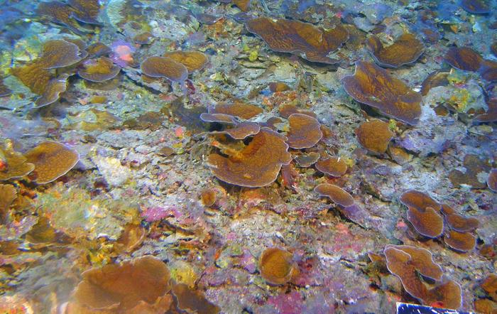 Deep water coral off Maui