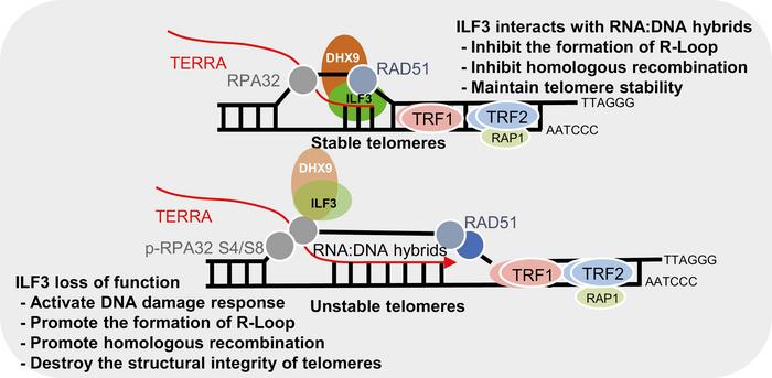 The model of ILF3 maintaining the telomere homeostasis in ALT cells