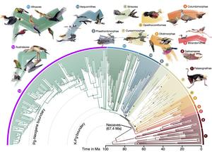 Divergence times for 363 bird species based on 63,430 intergenic loci.