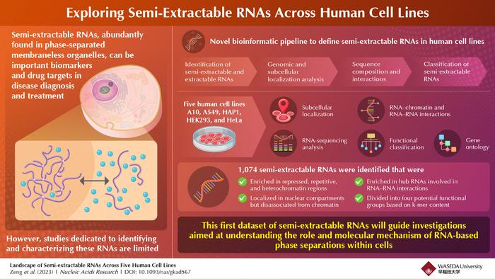 Scientists decode the enigma of semi-extractable RNAs across human cell lines