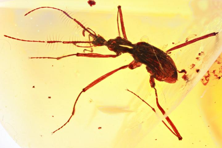 <I>Cascomastigus monstrabilis</I>