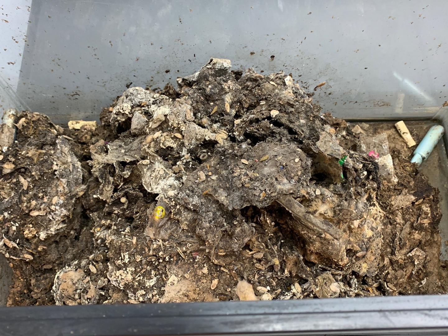 Wayne State University Is Leading Efforts to Alleviate Fatbergs