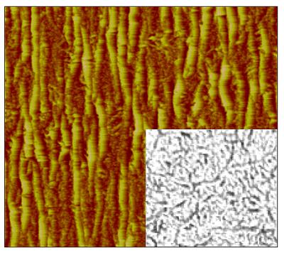 Wrinkling in a Single-wall Carbon Nanotube Membrane