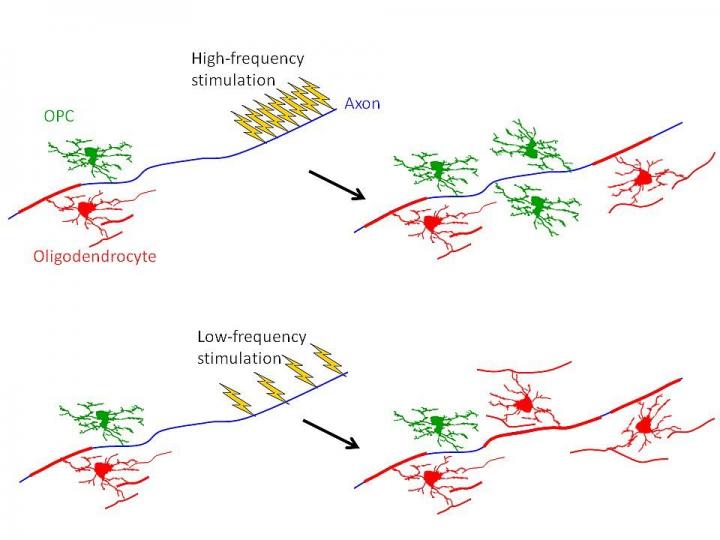 Firing of neurons changes the cells that insu | EurekAlert!