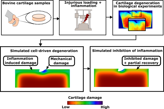 New computational model was able to predict experimentally observed degradation and unravel the mechanisms behind partial recovery of injured articular cartilage.