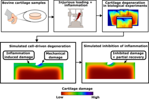 New computational model was able to predict experimentally observed degradation and unravel the mechanisms behind partial recovery of injured articular cartilage.