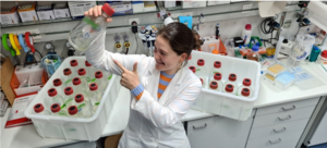Nevena Maslac with the cultures in the lab.