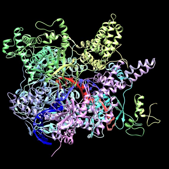 CrAssphage RNA polymerase