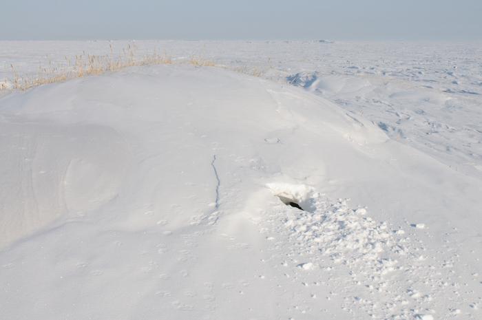 Polar bear den (in Alaska)