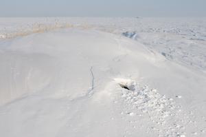 Polar bear den (in Alaska)