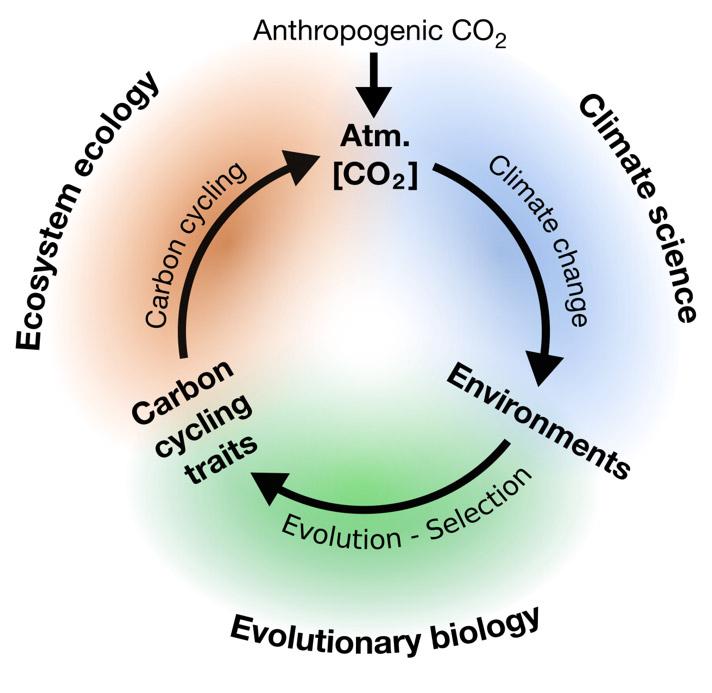 Eco-Evolutionary Feedback Loop