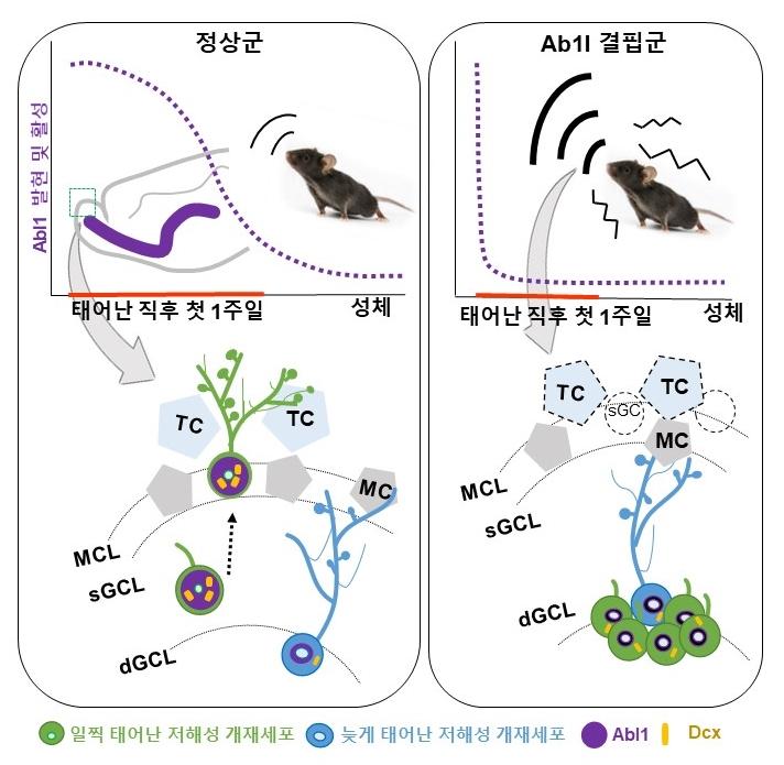 A Mimetic Diagram on the Roles of ABl1