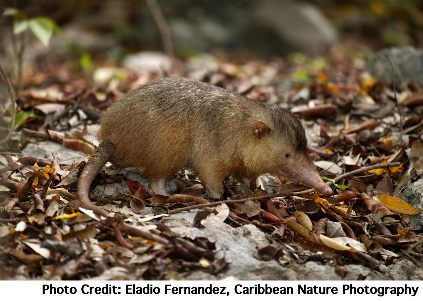 The Venomous Hispaniolan Solenodon
