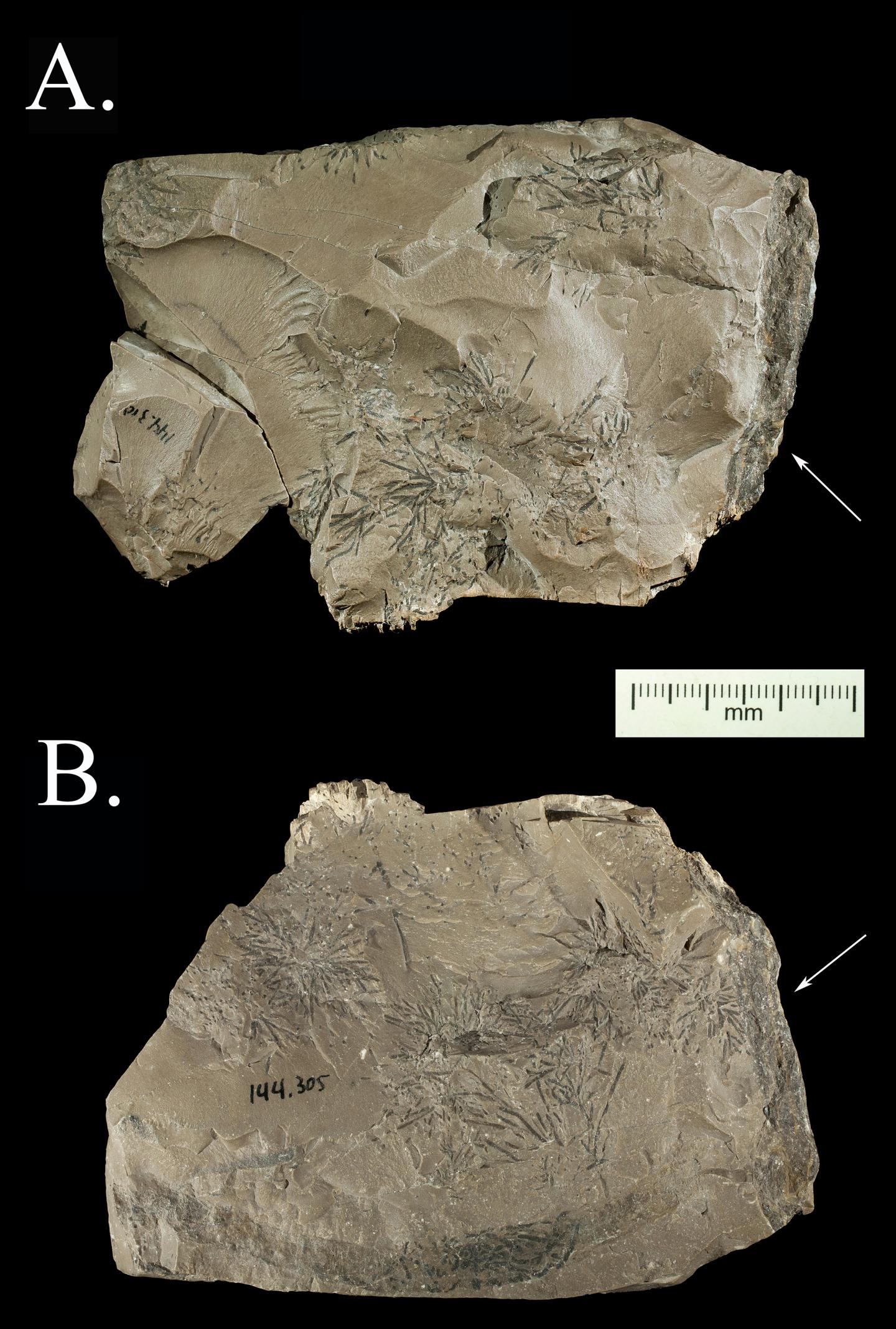 Krapina Rock (2 of 2)