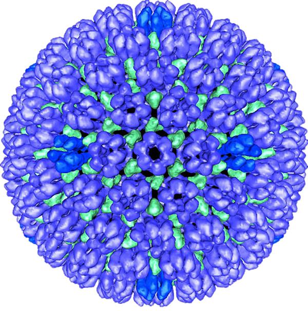 Herpes Virus image