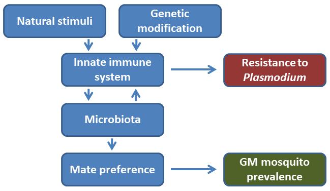 Harnessing the Gut Microbes of Mosquitoes to Counteract Malaria (3 of 4)