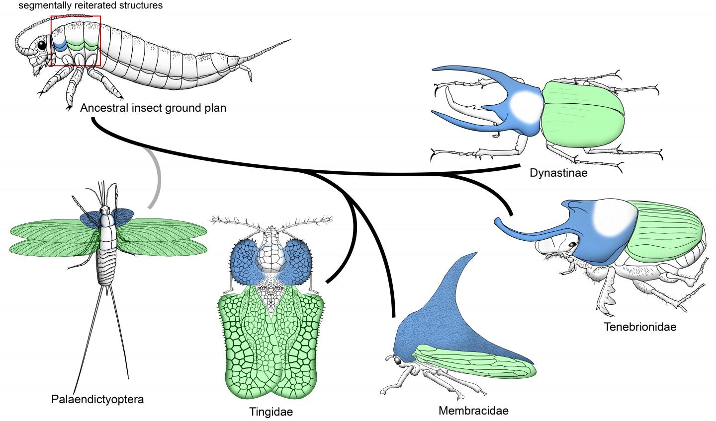 Evolutionary Origin of Horns and Wings