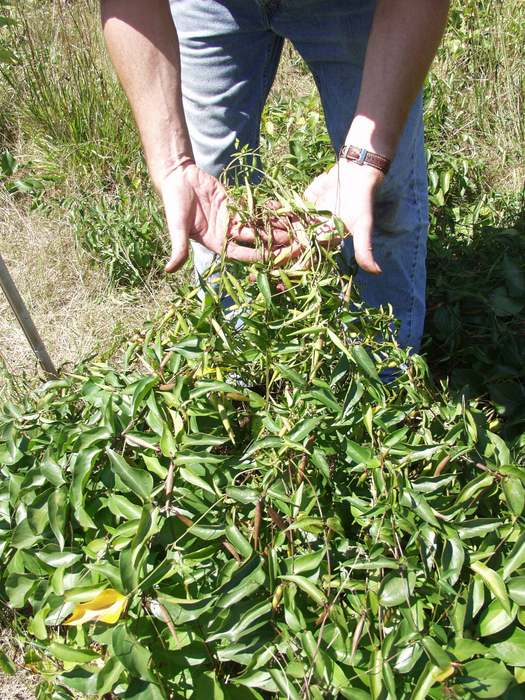 Black swallowwort