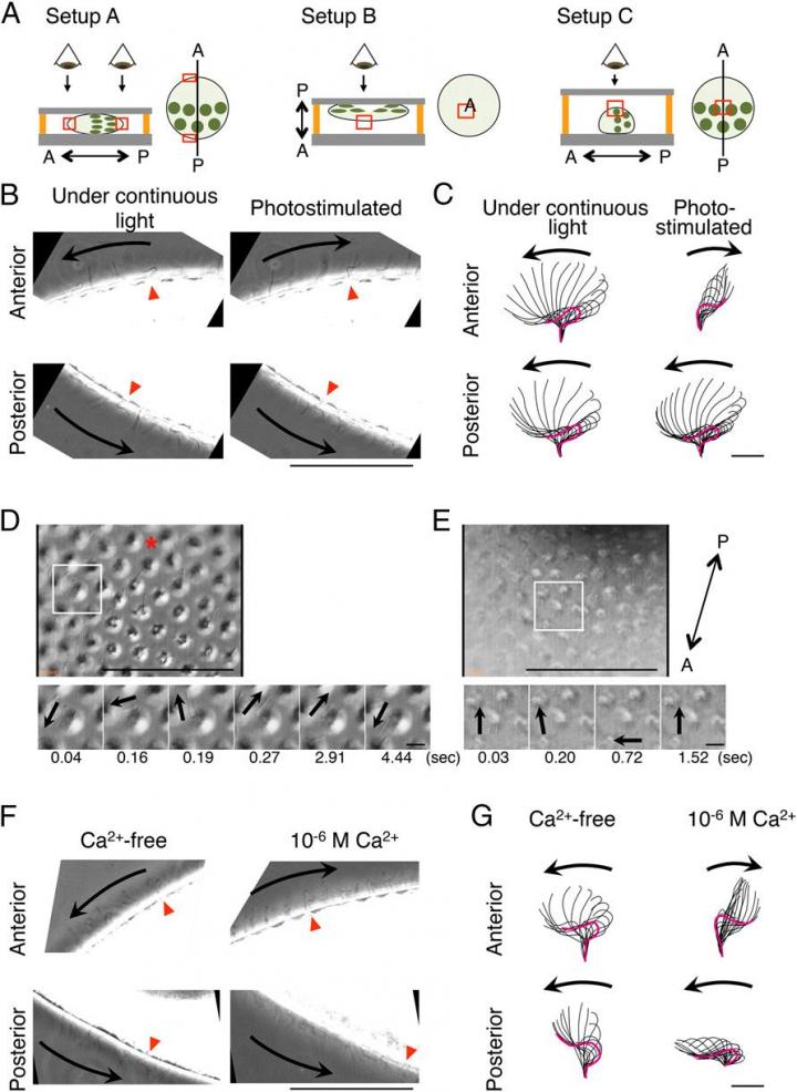 Changes in Flagella Movement With Calcium-Ion (Ca2+) Treatment