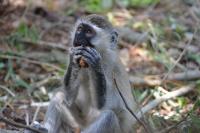 Vervet Monkeys Can Plan Their Foraging Routes Just Like Humans -- But Most Prefer Not To 3