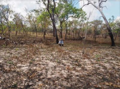 <i>Solanum cowiei</i> Habitat (2 of 2)