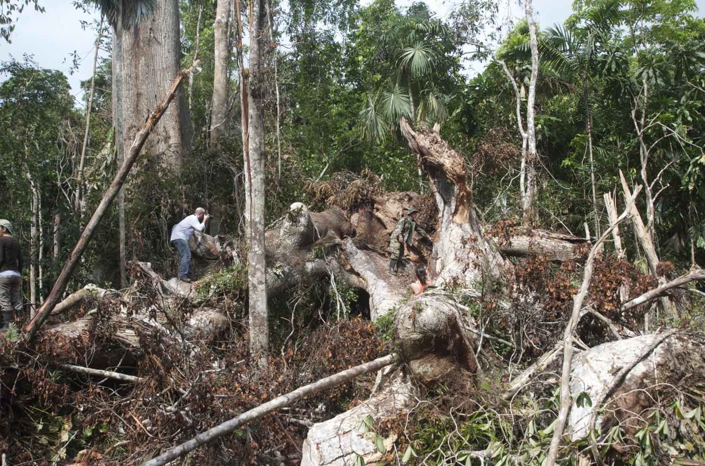 Tree fall Gap: Barro Colorado Island, Panama