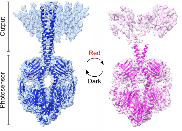 Phytochrome structures shown in dark and illuminated states