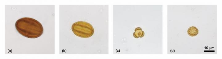 图1 荞麦各加工阶段样片中出现的花粉