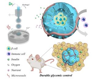 Biomimetic artificial islet model for glycemic control