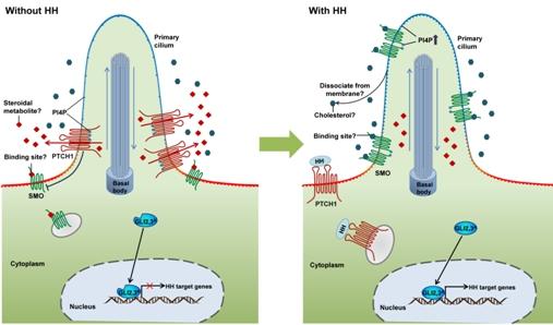 CAS Scientists Review the Basic and Translational Studies of Hedgehog Signaling in Cell Chemical Biology