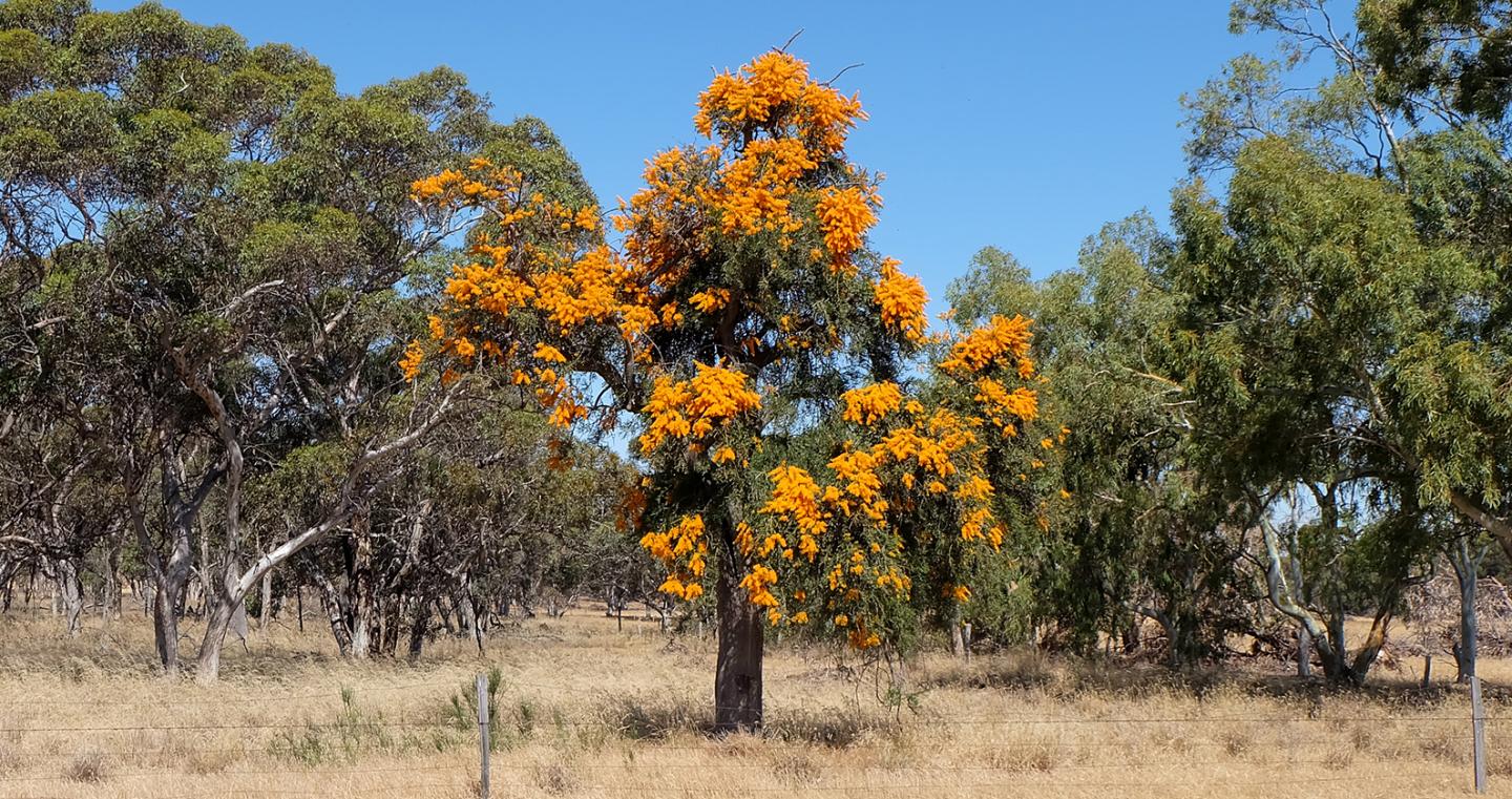 Нуйтсия Nuytsia floribunda16