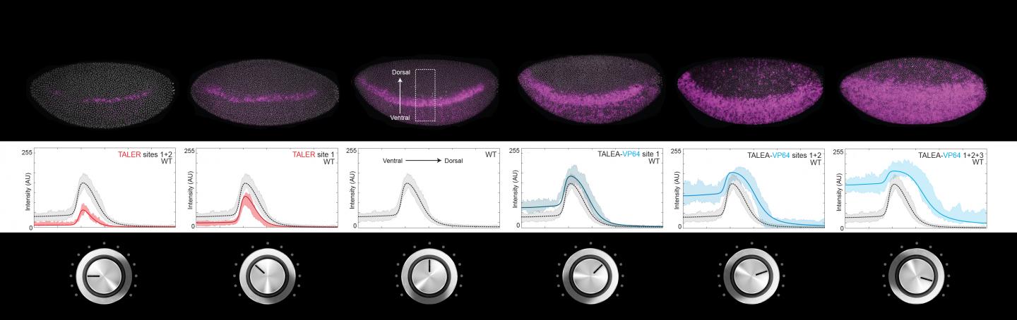 Turning the Volume of Gene Expression up and Down