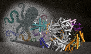 Lassa virus polymerase