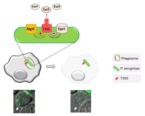 How Bacteria Kill Host Cells from the Inside