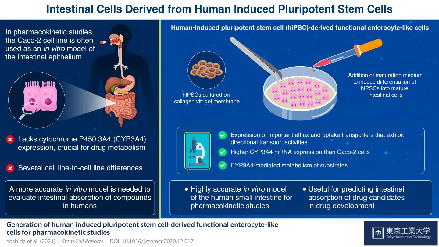 Figure 1 Schematic illustration of human-induced pluripotent stem cell-derived functional enterocyte-like cells