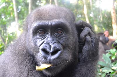 Kinguema, an Orphaned Juvenile Male Gorilla