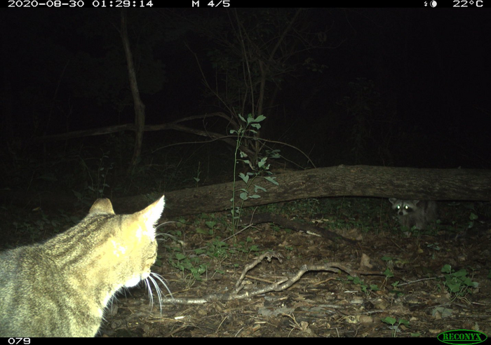 Cat and Raccoon