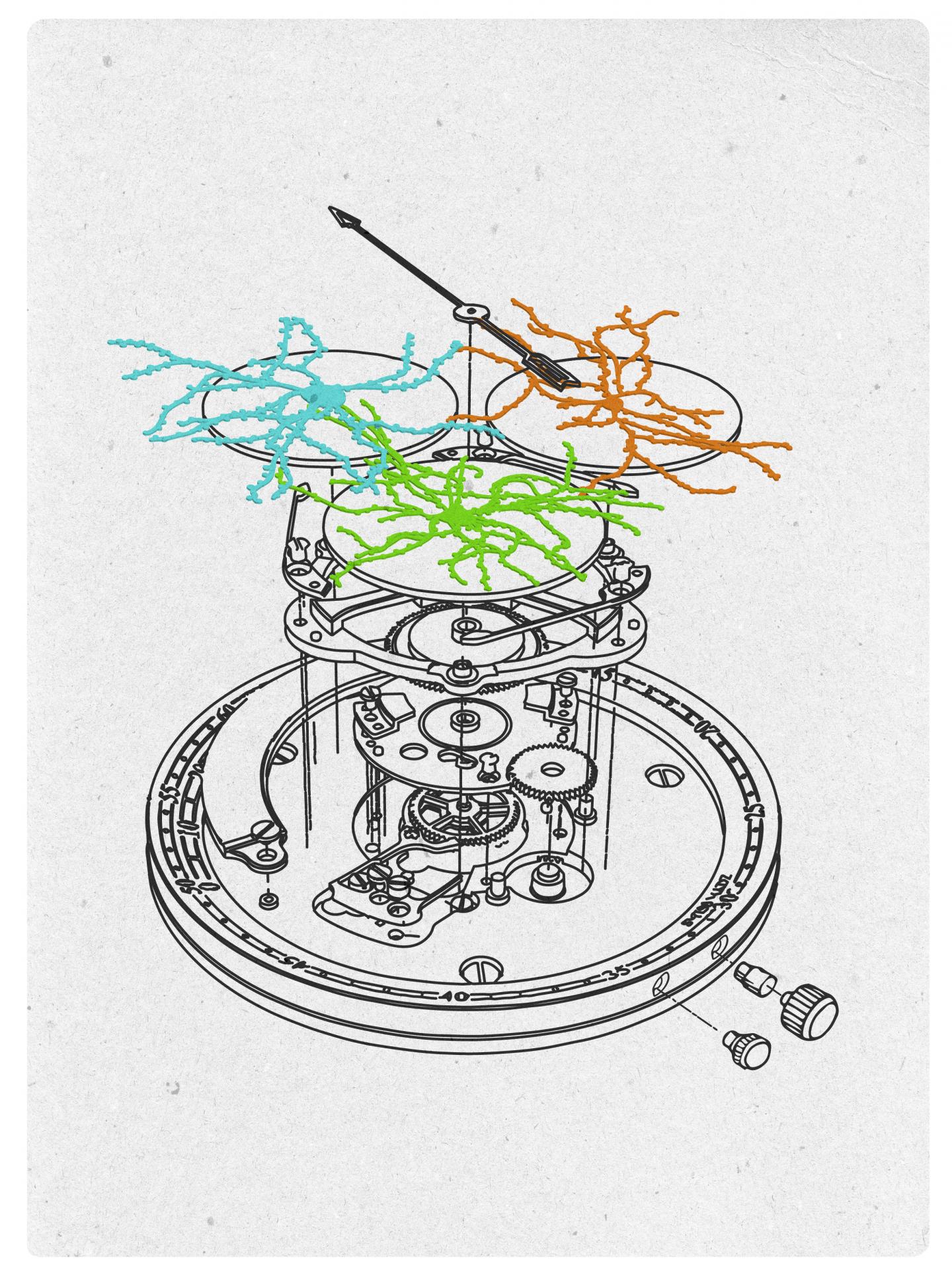 How Does the Brain Keep Track of Time?