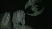 The Comb Jelly -- <I>Mnemiopsis leidyi</I>