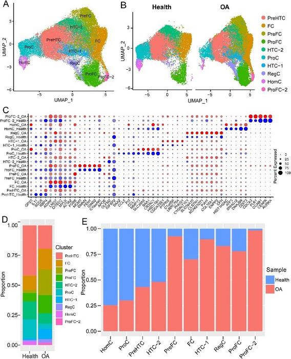 Comparison of the landscape of chondrocytes between healthy cartilage and OA cartilage