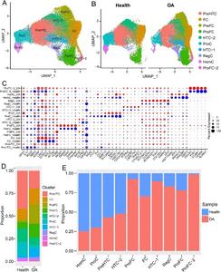 Comparison of the landscape of chondrocytes between healthy cartilage and OA cartilage