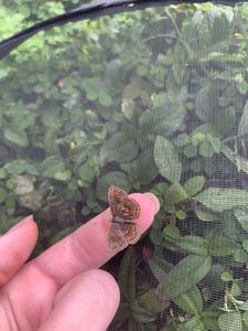 Esme Ashe-Jepson conducing fieldwork in Panama, with a butterfly from the Calephelis genus in the Riodinidae family.