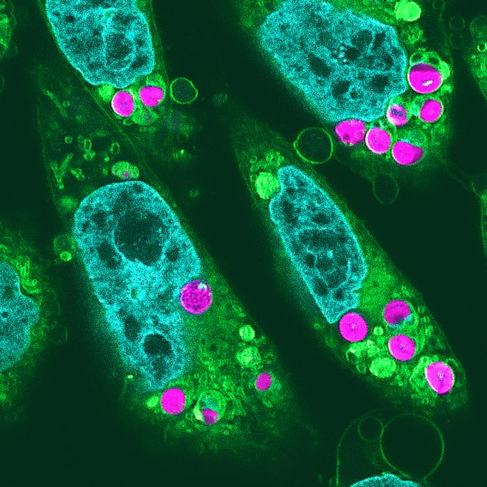 Superresolution fluorescence microscopy image.