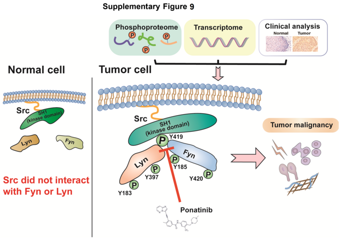 Proposed Model of ponatinib-mediated disruption of intratumoral Src/Lyn or /Fyn heterodimers.